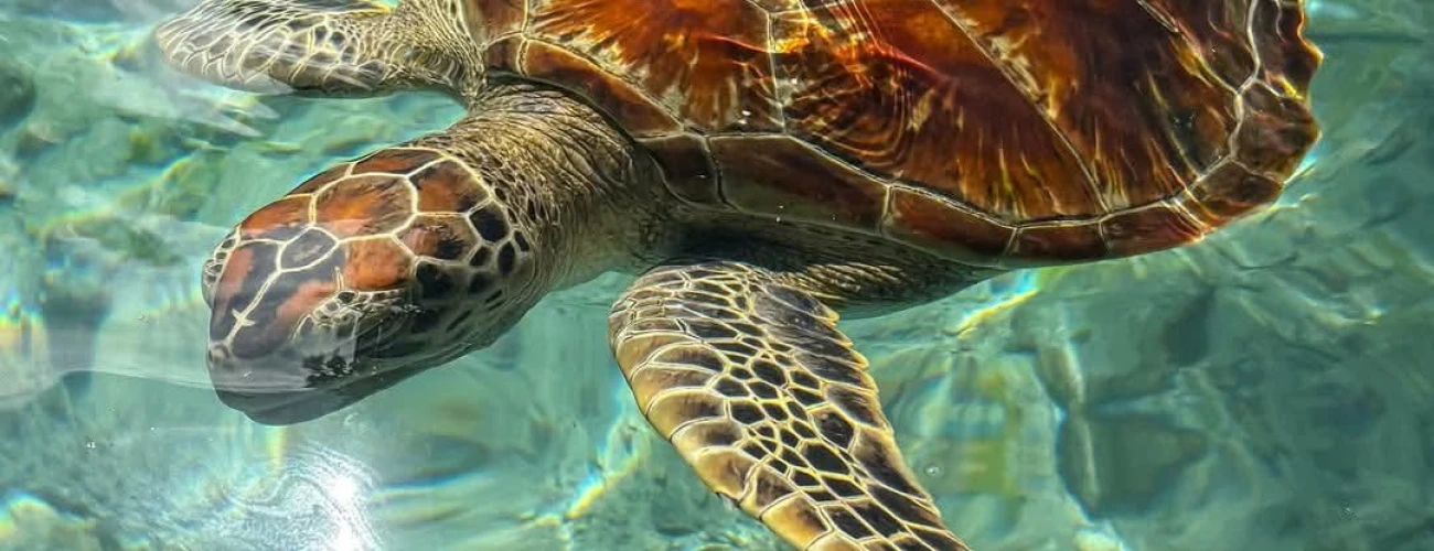 Top Attractions in Zanzibar