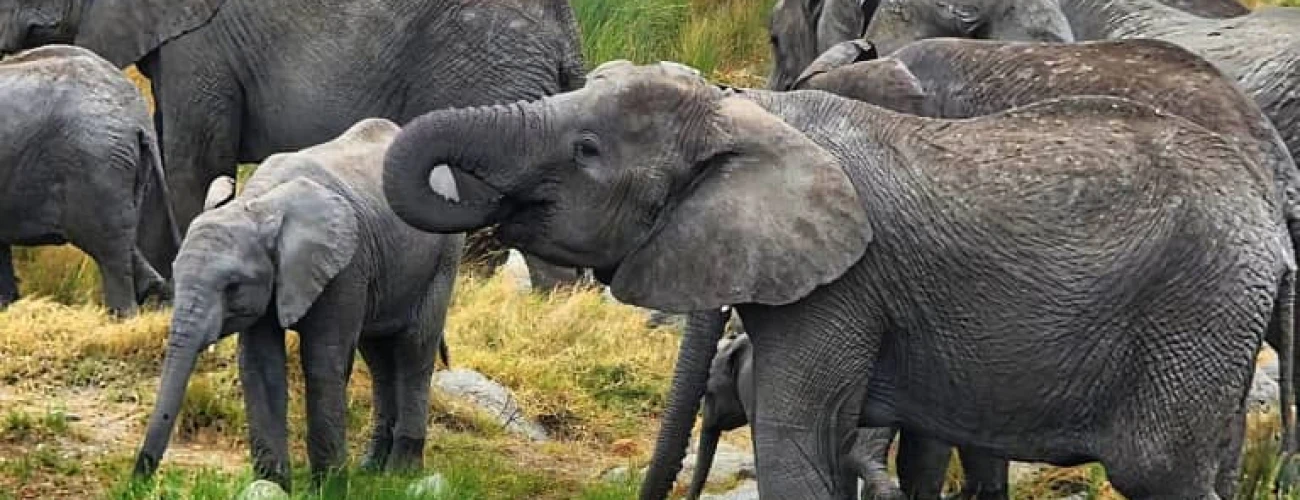 Where can I see the Big Five in Tanzania?