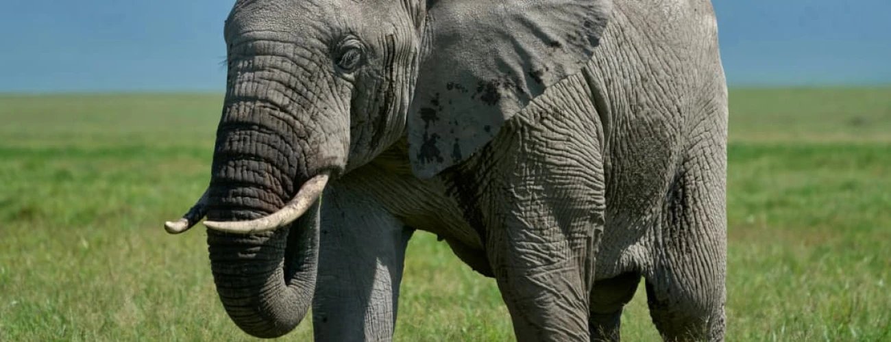 Where can I see the Big Five in Tanzania?