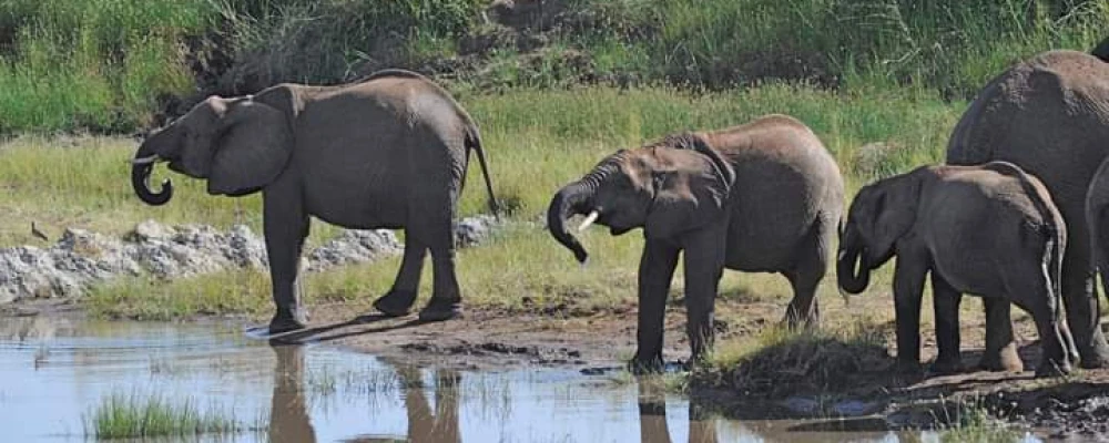 Affordable Tanzania Safari From Zanzibar