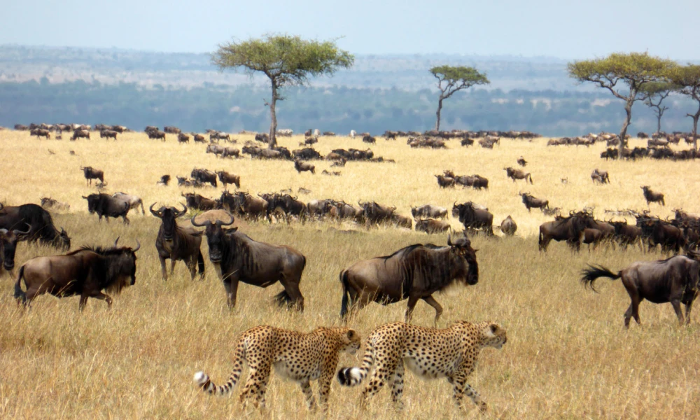 cheetas and wildebeest
