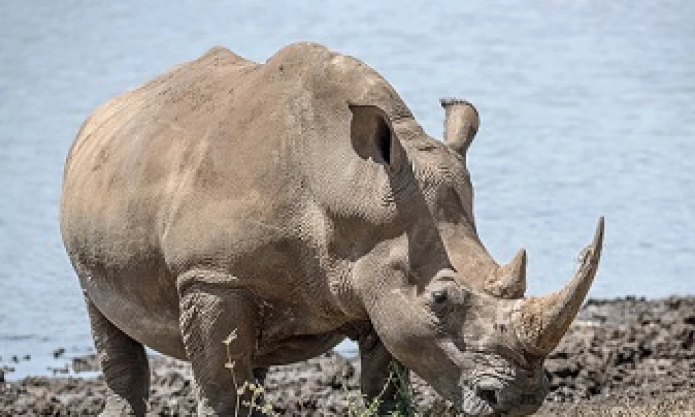 Rhino
