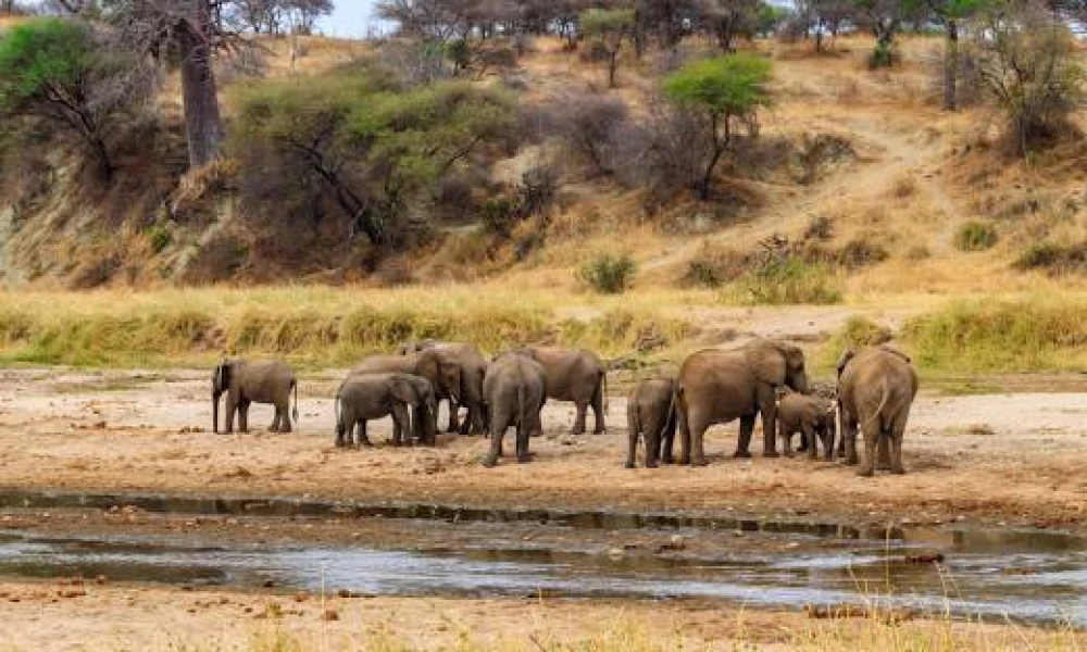 Elephants