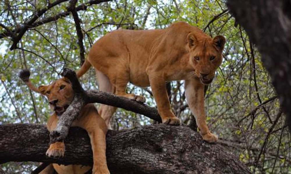 Climbing Lions