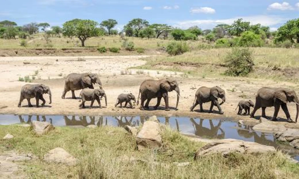 A 10 day Wildebeest Calving Season Safari in the Serengeti