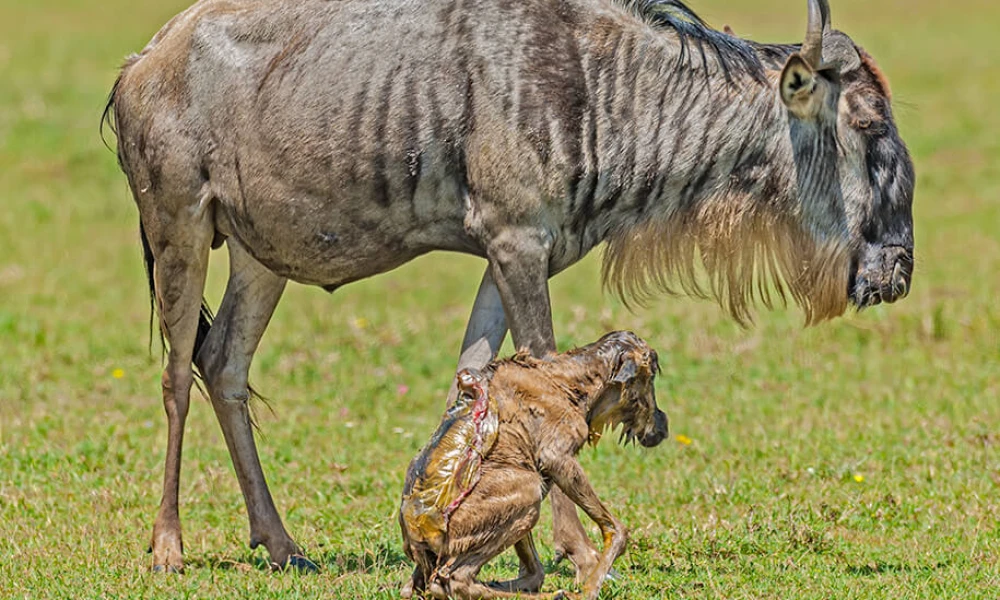 Ngorongoro