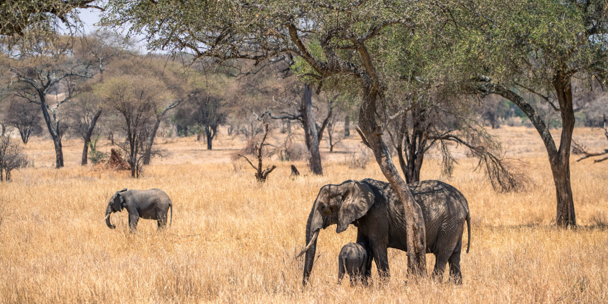 Tarangire National Park