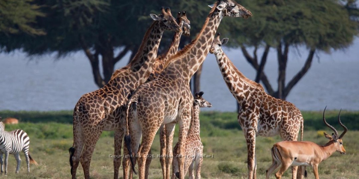 Mikumi National Park
