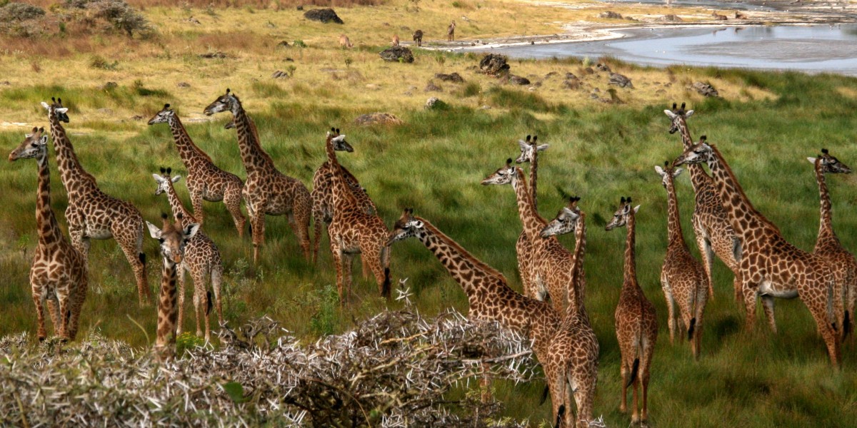 Arusha Park
