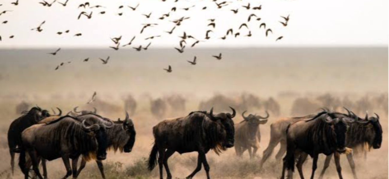 Serengeti Park