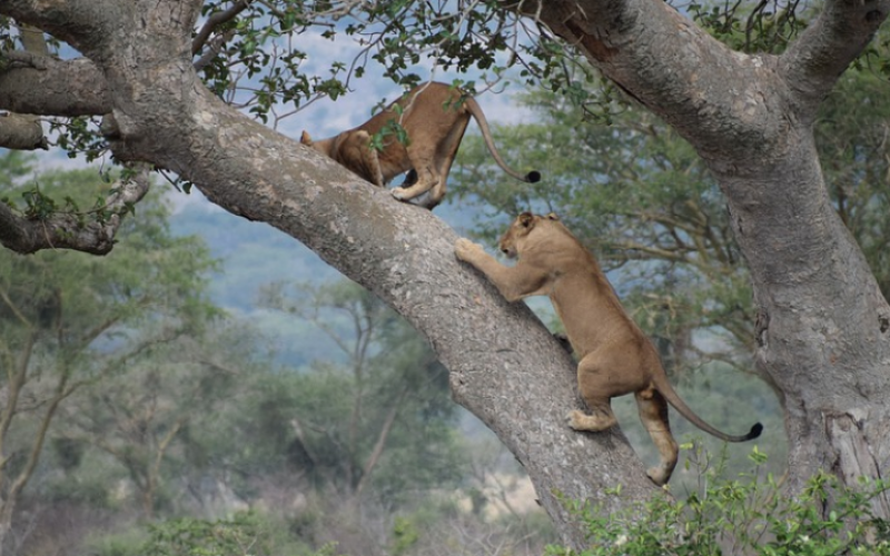 About Us: Kasongo Yeye Safaris