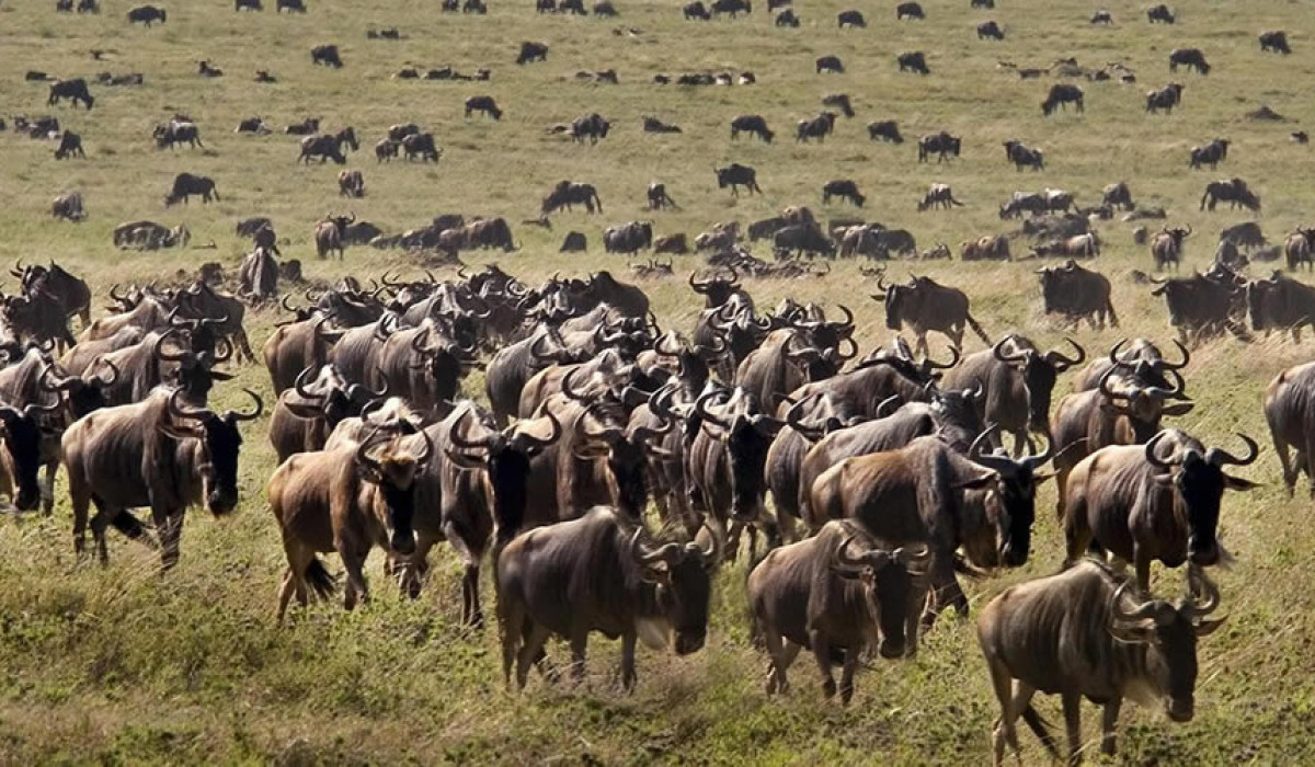 Tanzania's wildebeest migration