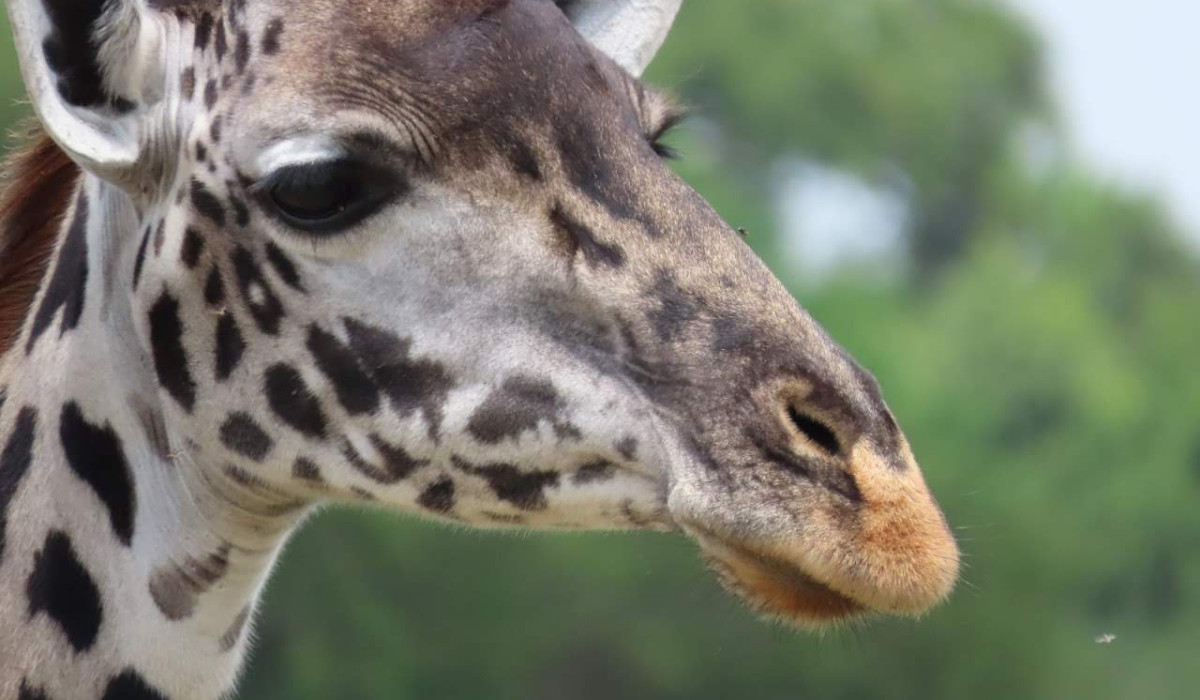 Tanzania  Safaris
