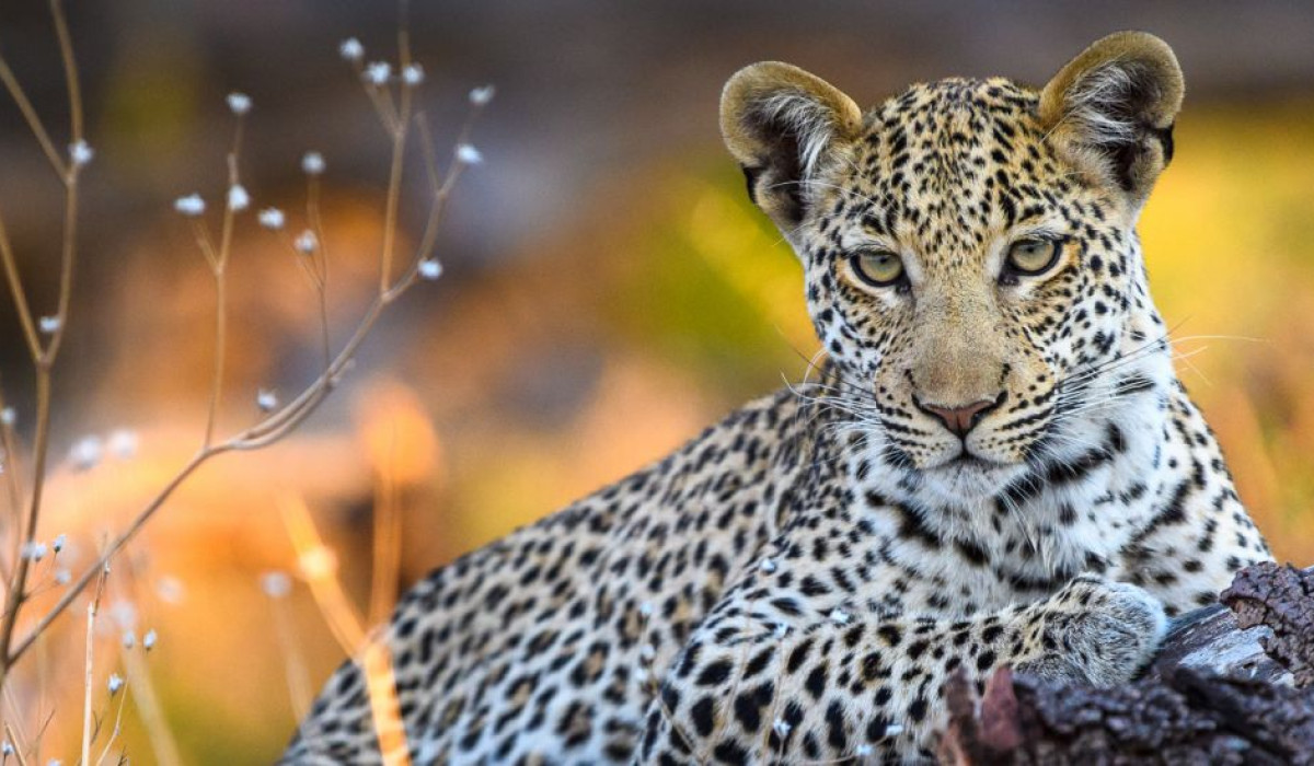 Our Story Born from a Passion for the Wild