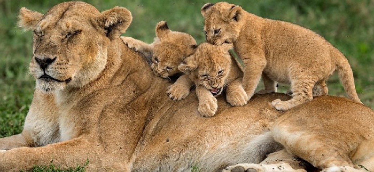 Starts from $280 Per Person / Day