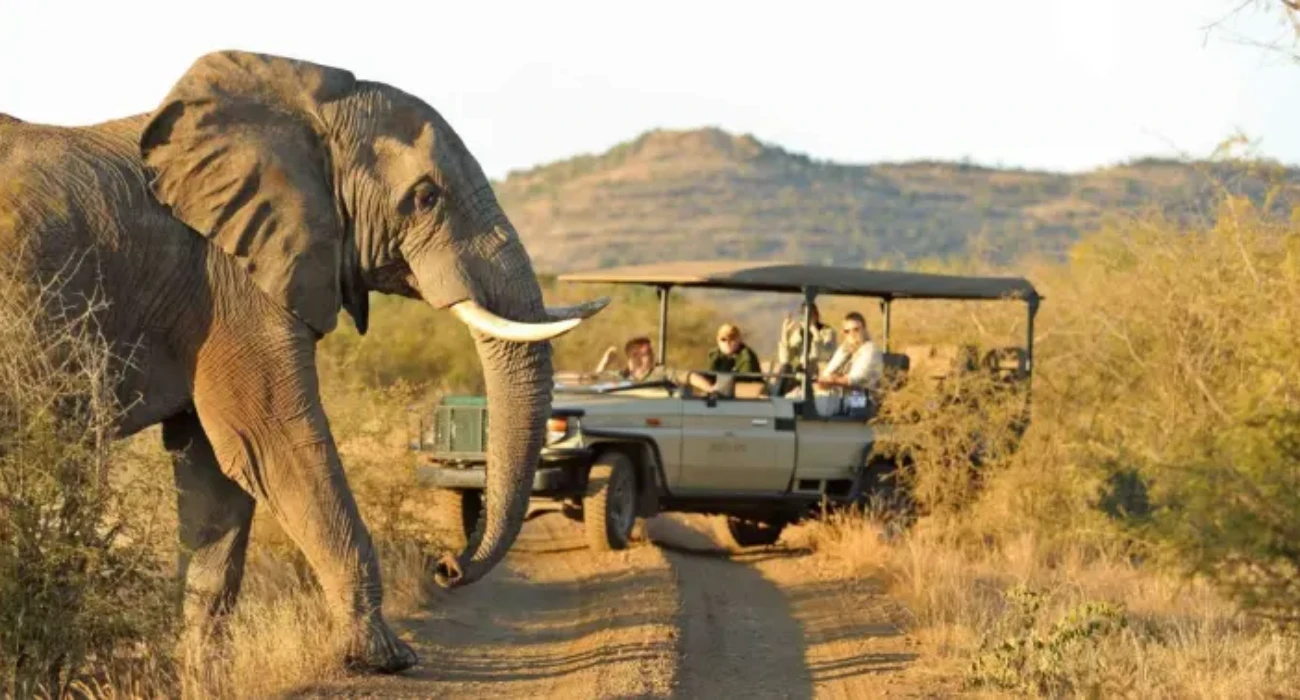 "Safari Adventures Await"