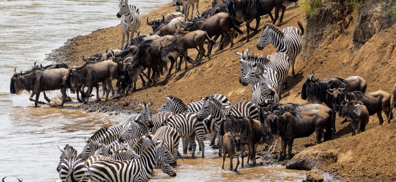 Every safari is custom-built to fit your dream