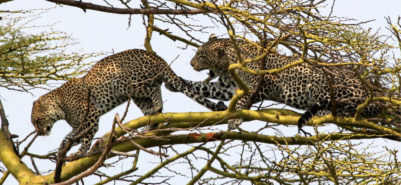 Tanzania parks have many things to be surprised