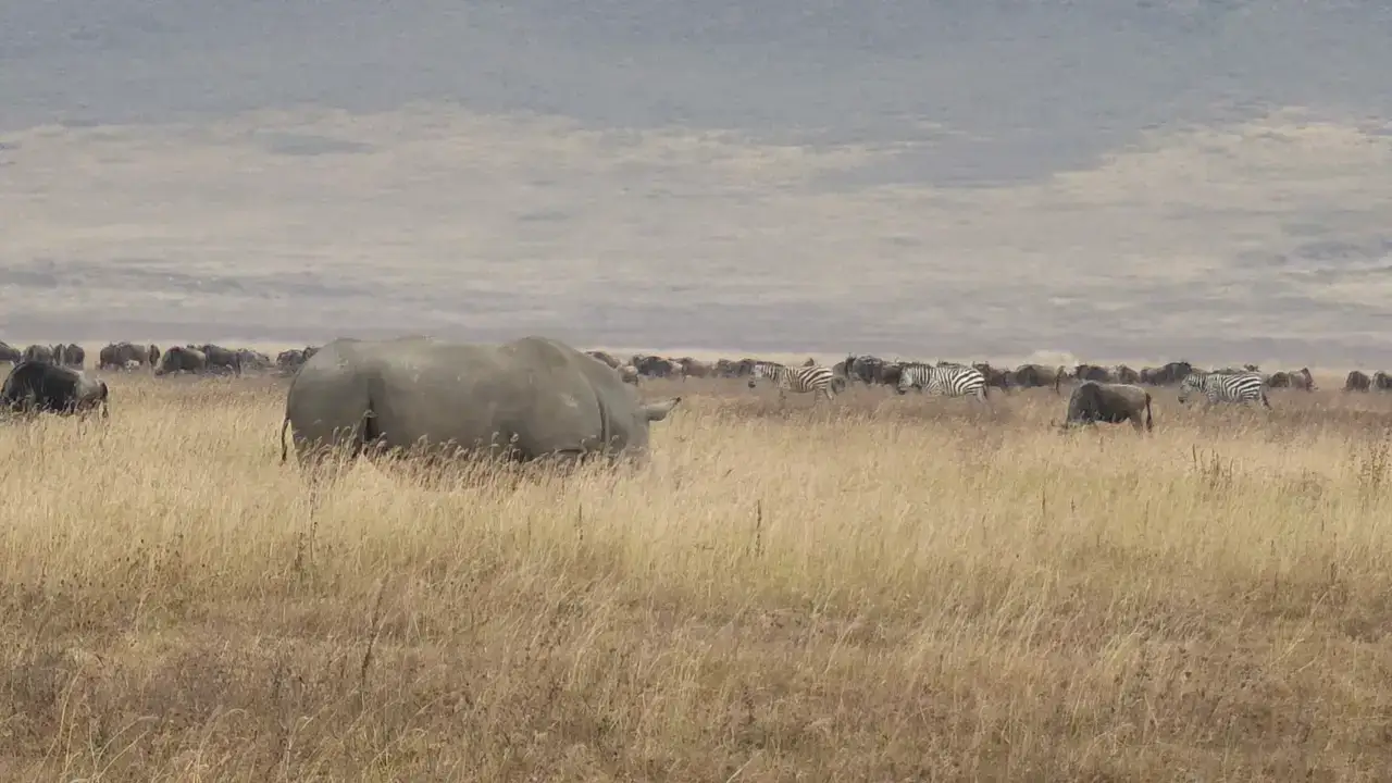 A rhino walking through golden grass in the Ngorongoro Crater, Tanzania