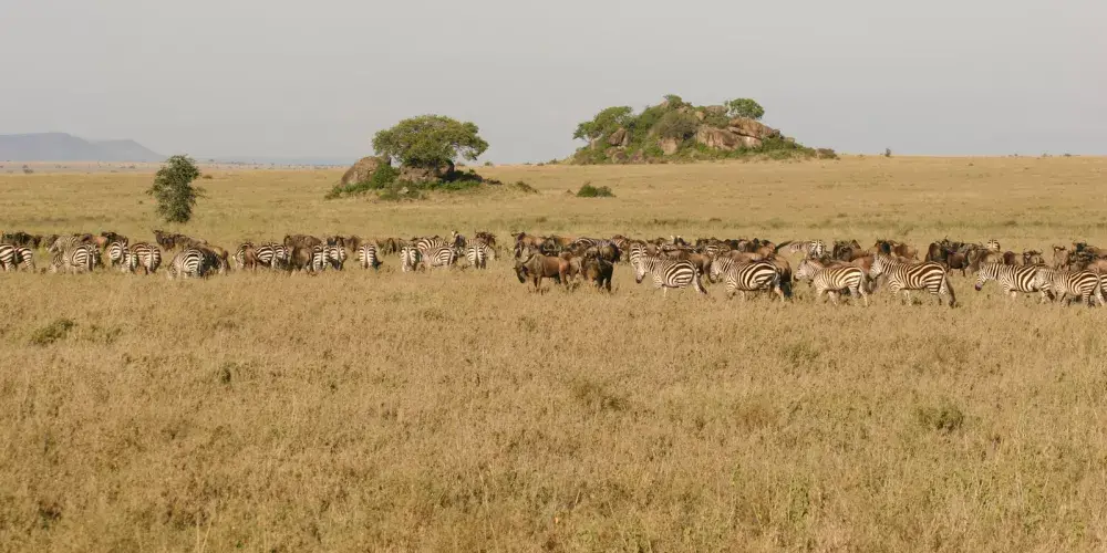 What Activities Take Place on Safari with Guides?