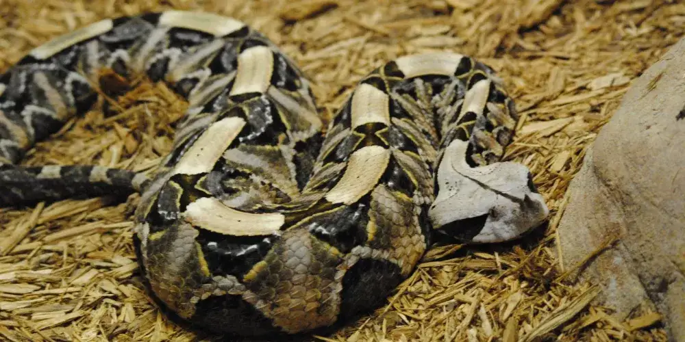 Meserani Snake Park