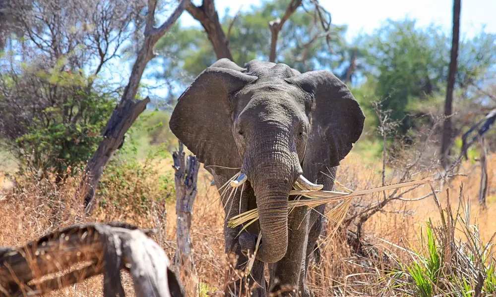 An elephant walking through the bush