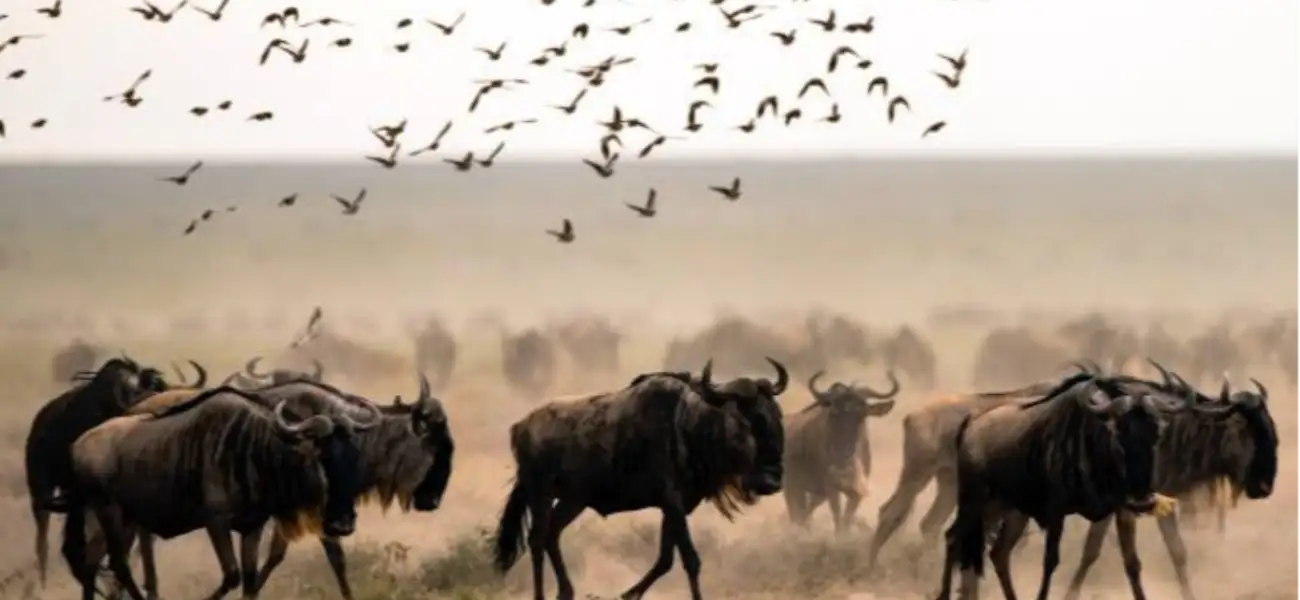 Wildebeest herds in golden dust during the Great Migration