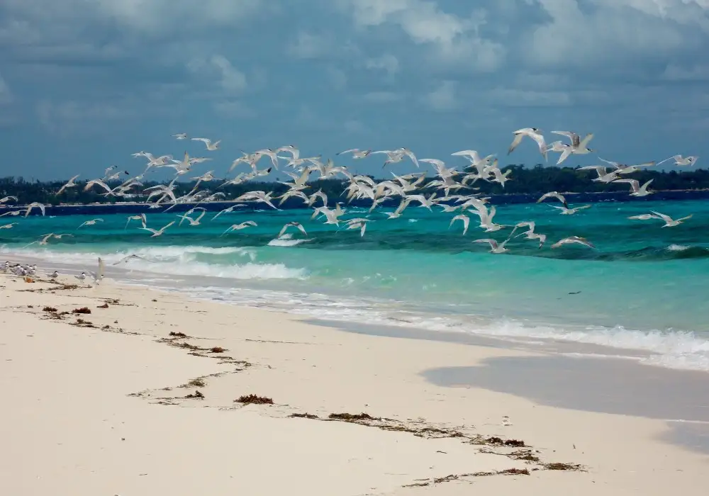 Nakupenda Beach – 20 Min Away From Stone Town, Located Between Tanzania And Zanzibar.
