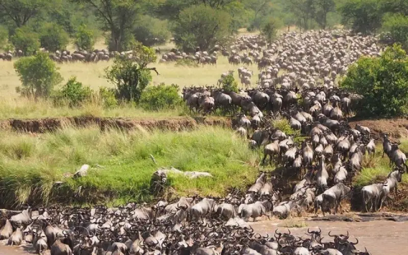 Migration Is A Continuous, Year-round Process