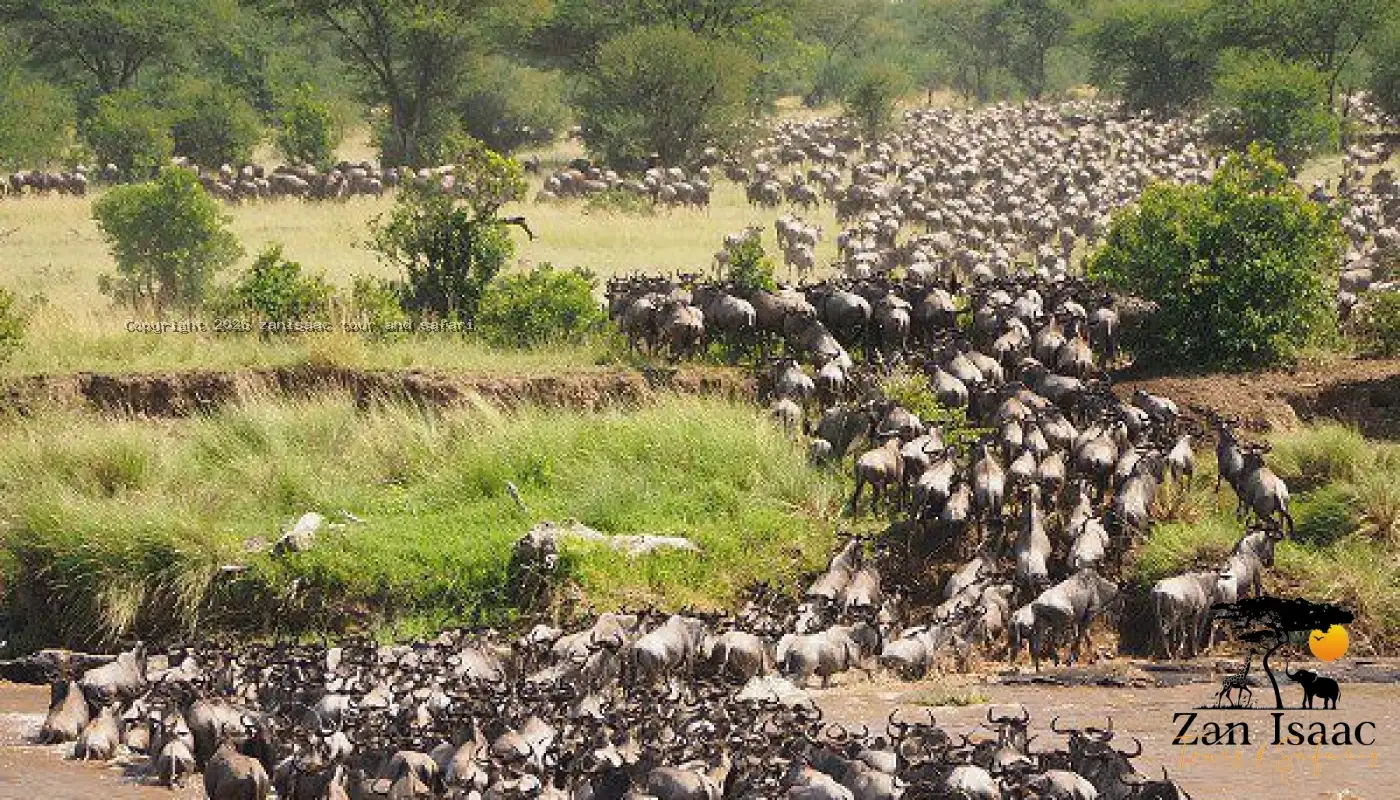 Great River Crossing Migration Safaris
