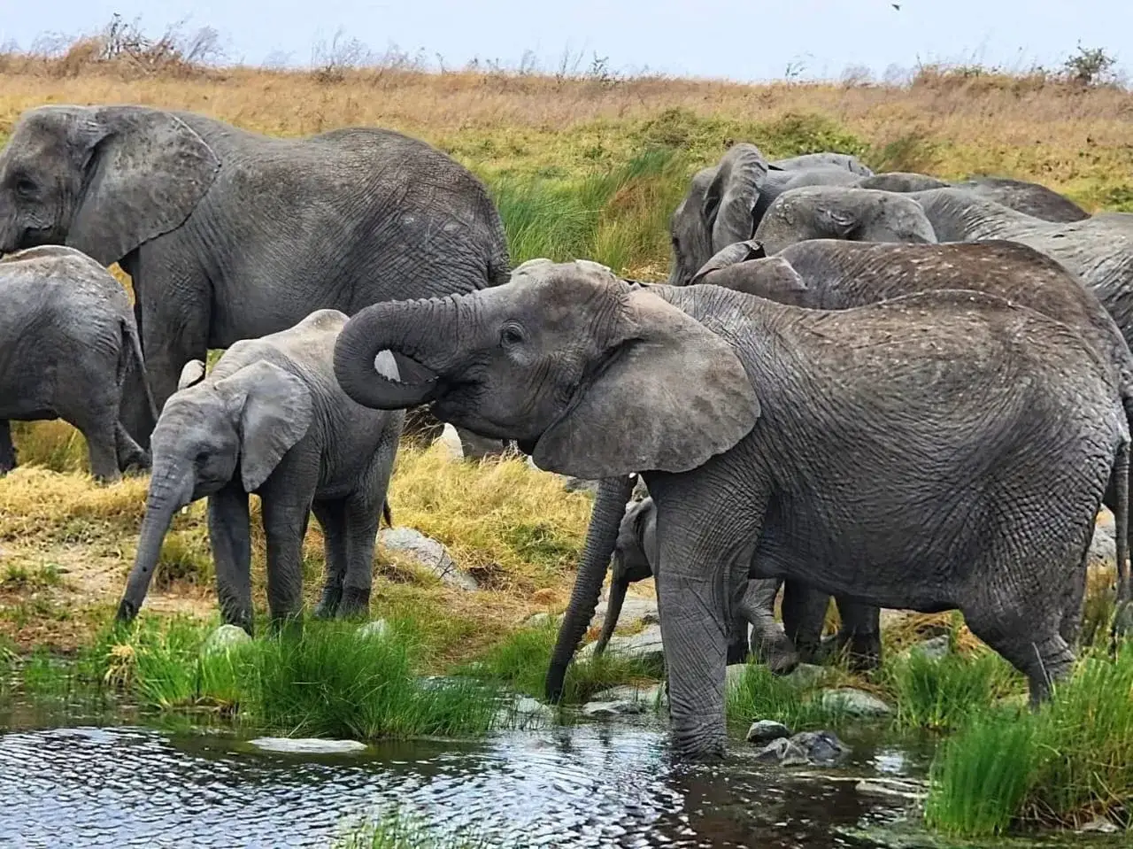 Ruaha National Park