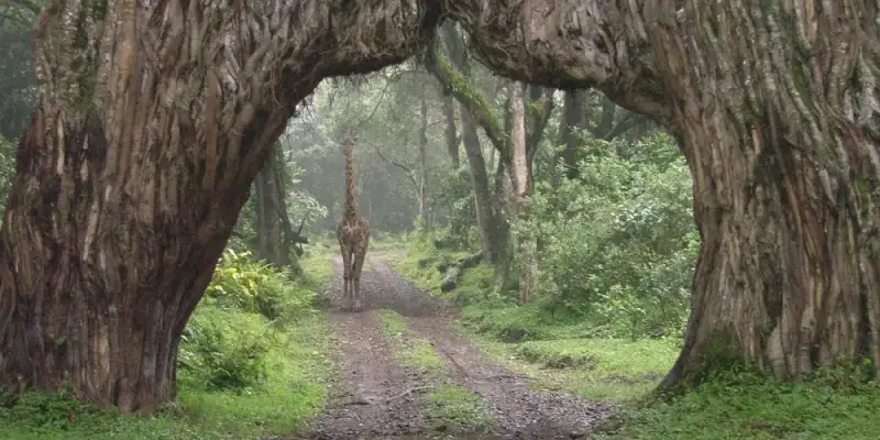 Are Tanzanian safaris worthwhile?