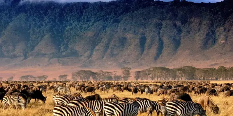 Ngorongoro