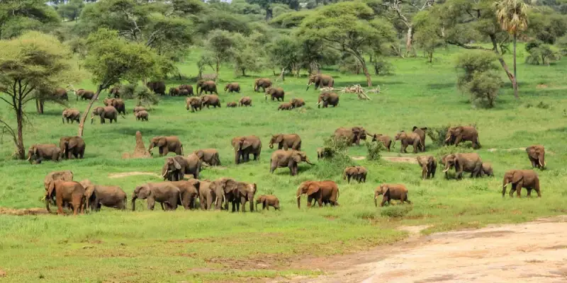 How to Get Ready for a Tour of Tanzania
