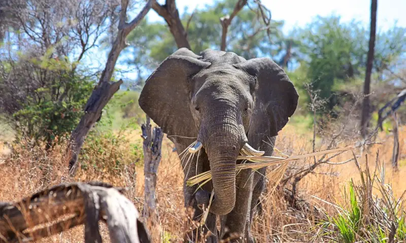 An elephant walking through the bush