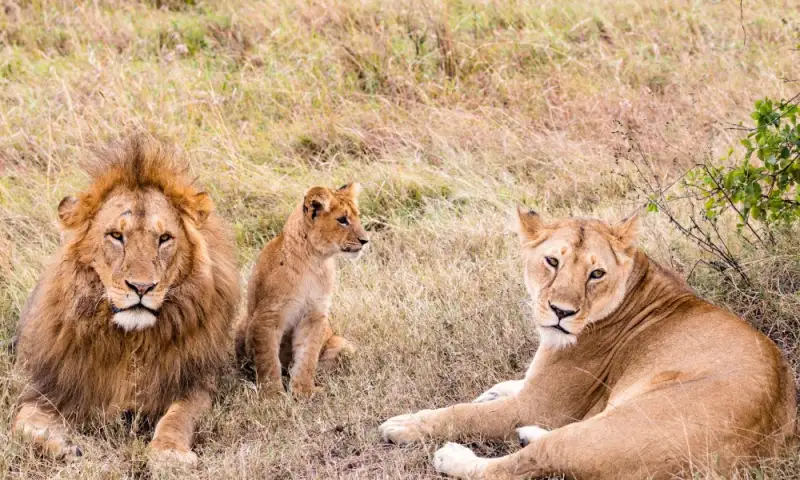 A lion family resting in the grass