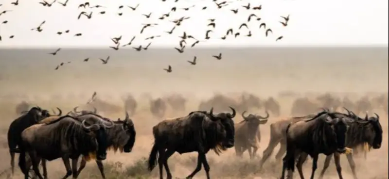 Tanzania