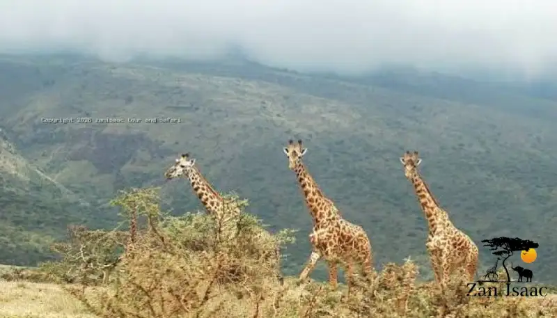 Ngorongoro Crater