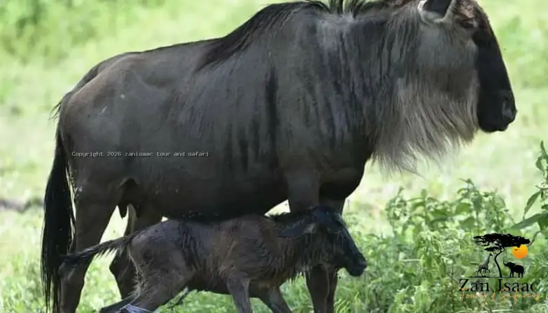 Great River Crossing Migration Safaris