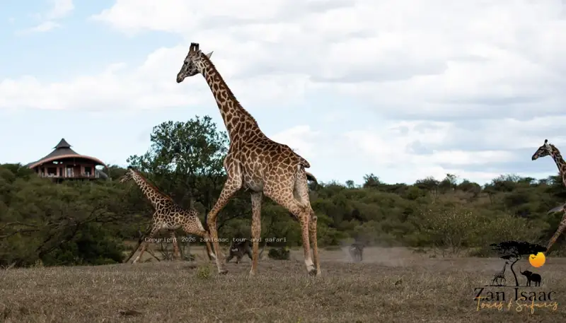 Lake Manyara National Park