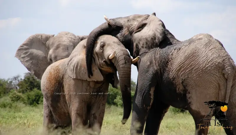 Tarangire National Park