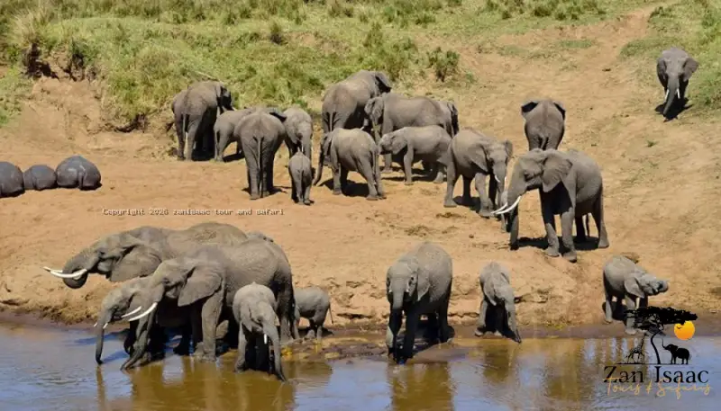 Tarangire & Ngorongoro Big Five Safari