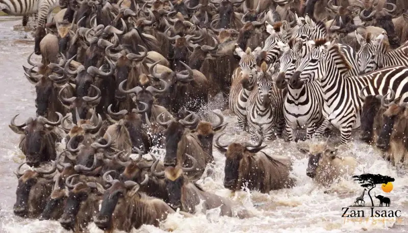 Great River Crossing Migration Safaris