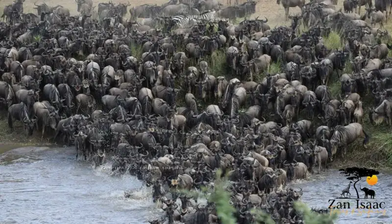 Great River Crossing Migration Safaris