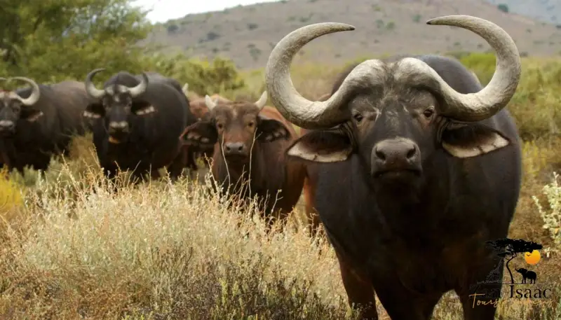 Serengeti National Park