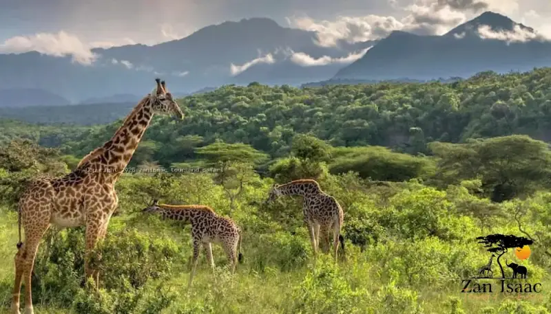 Arusha National Park
