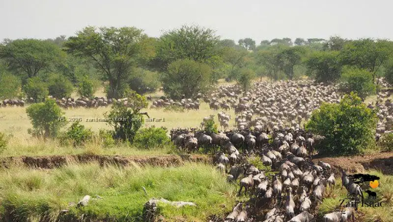 Day 3: Full Day – Central Serengeti National Park