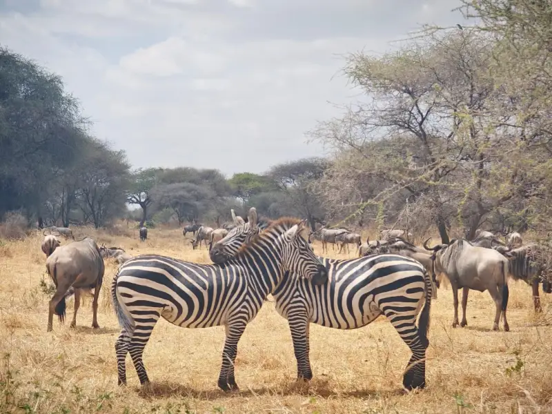 Tarangire National Park