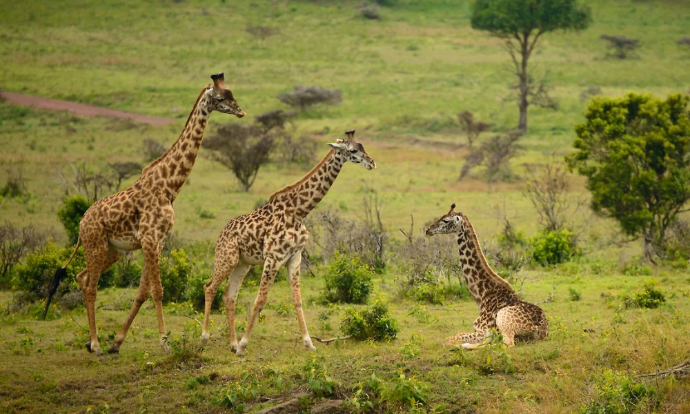 Mikumi Safari Daytrip