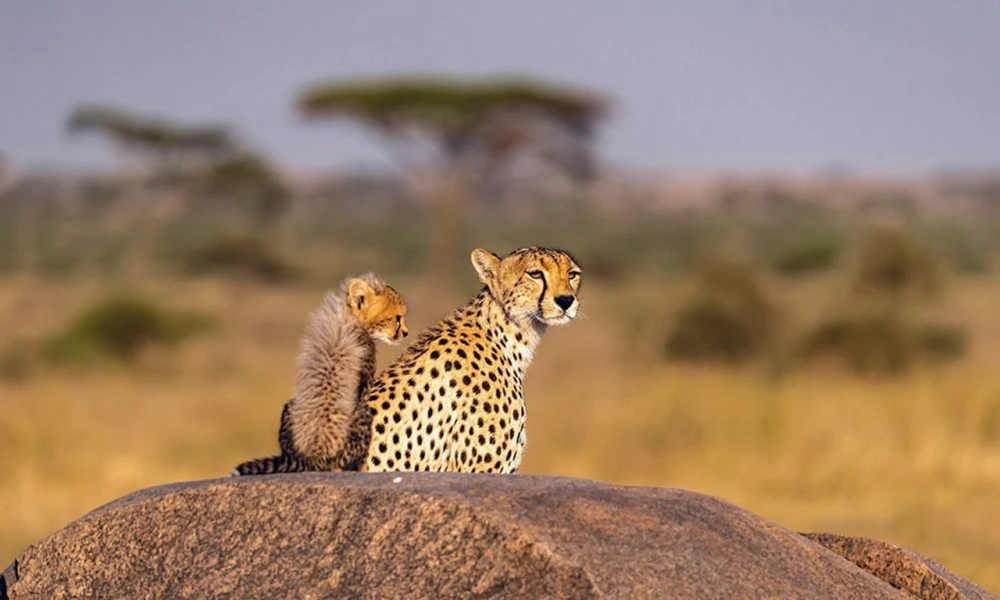 Exclusive Honeymoon Safari Experience.